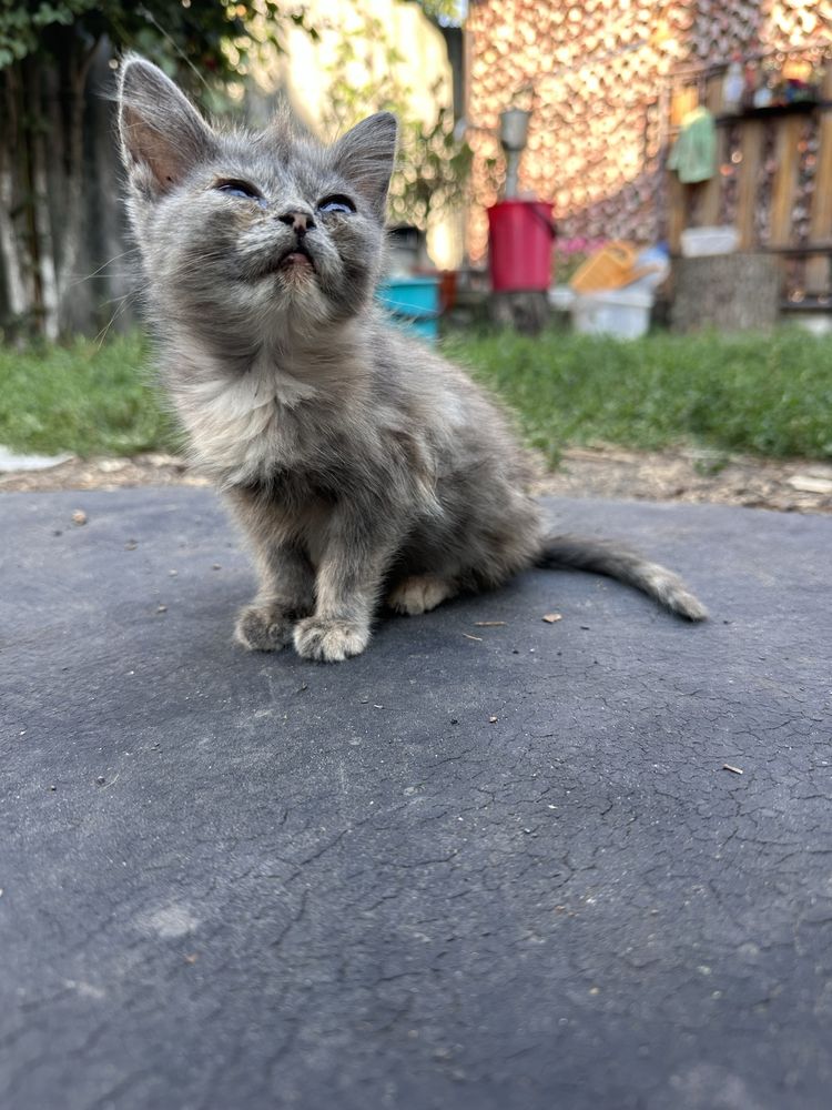 Маленькие котята