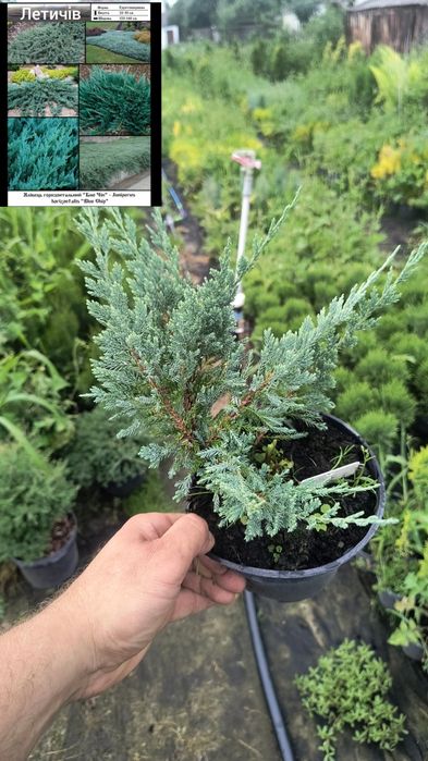 Туї смарагд, Ауреа Нана,колумна,шаровидні , ялівці горизонтальні,