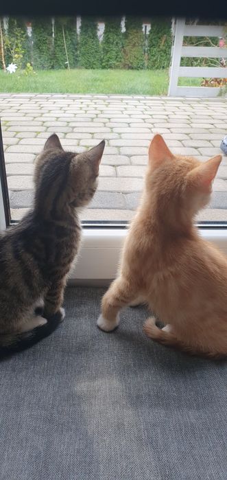 Oddam małych kocich chłopców.