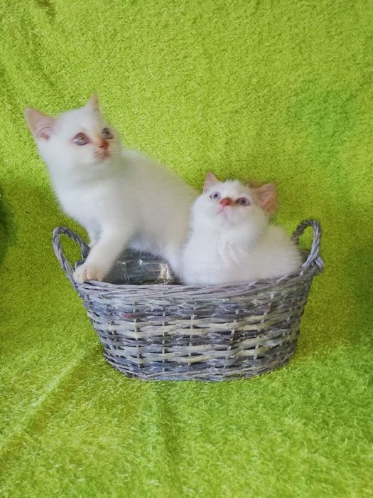 Kot kocięta koty brytyjski Gotowy do odbioru