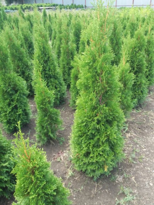 Tuja thuja szmaragd