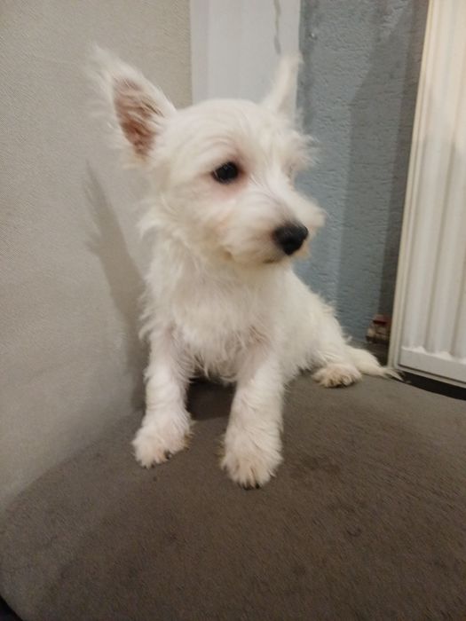 West  highland terrier white