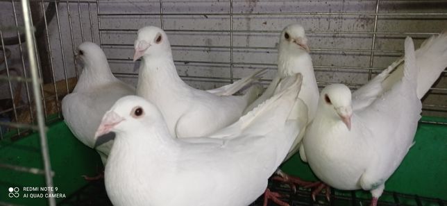 Gołębie białe pocztowe grubej budowy z 22 roku