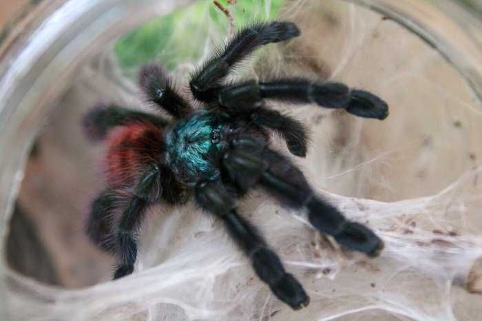 Caribena versicolor L3/L4 - zestaw dla początkujących