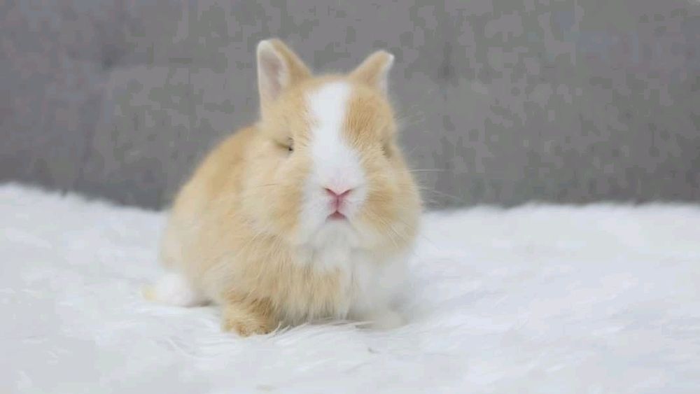 Coelhos anões +Gaiola Nova + alimentação adequada +acessórios