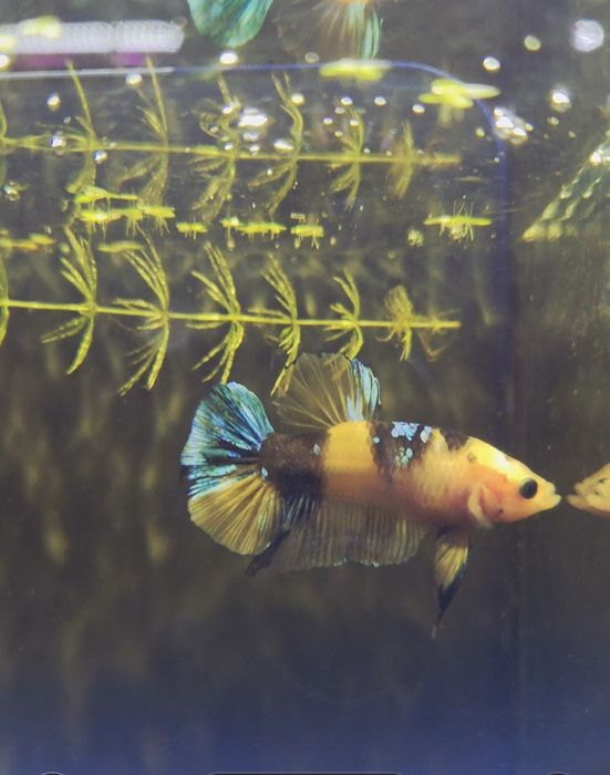 Bojownik hmpk Hellboy yellow