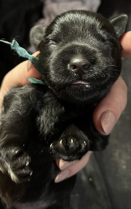 Sznaucer miniatutowy czarny ZkwP