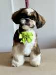 Suczka Shih Tzu ZKwP FCI