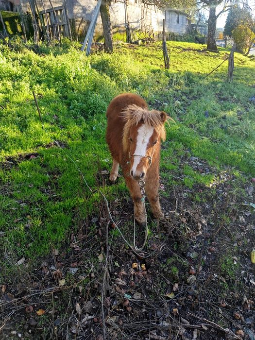 Pônei castanho meigo e docil