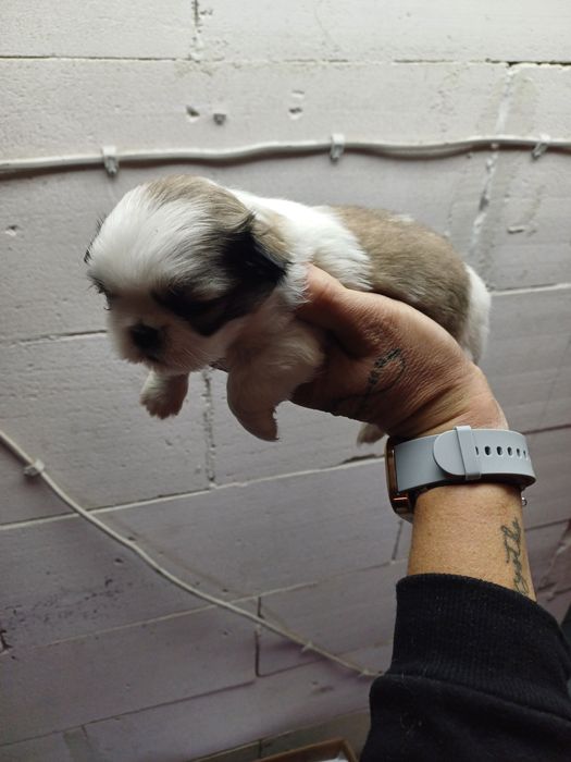 Oddam za darmo szczeniaki Pekińczyk