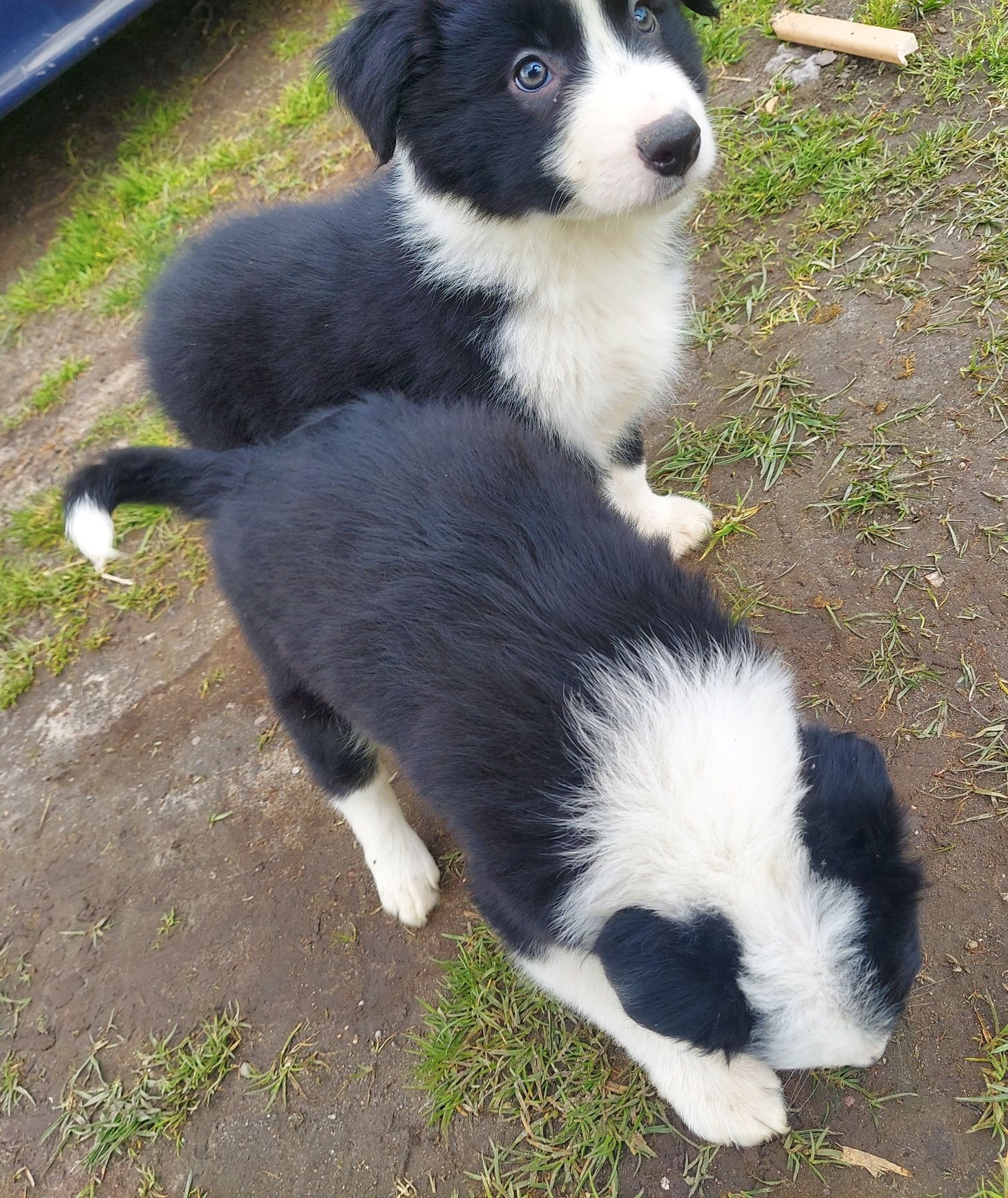 Border Collie samiczka z rodowodem 8 tygodniowa