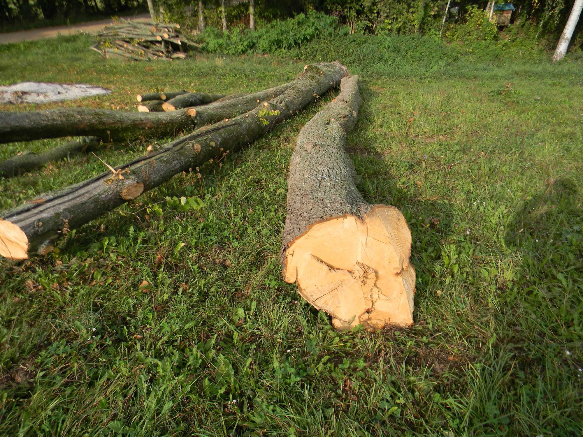 drewno drzewo lipowe