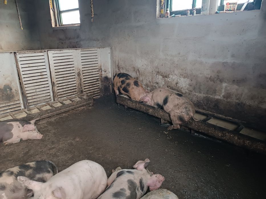 Продам поросят мясного направления