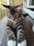 Kocięta Maine coon FPL
