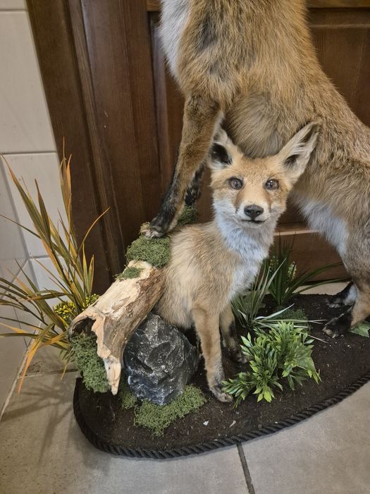 Lis spreparowany lisy lisek wypchany