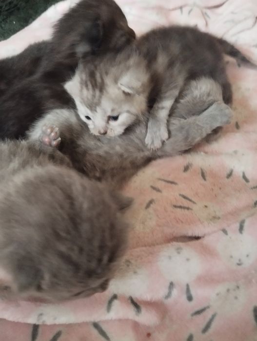 Кошенята британці