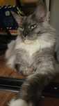 Piekna duza  kotka Maine coon