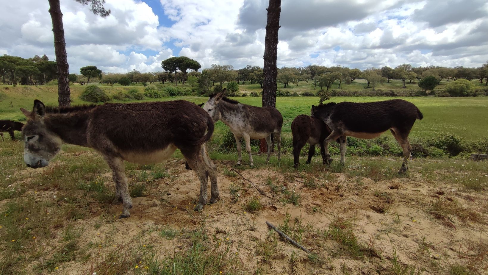 Burros,  Burras e crias