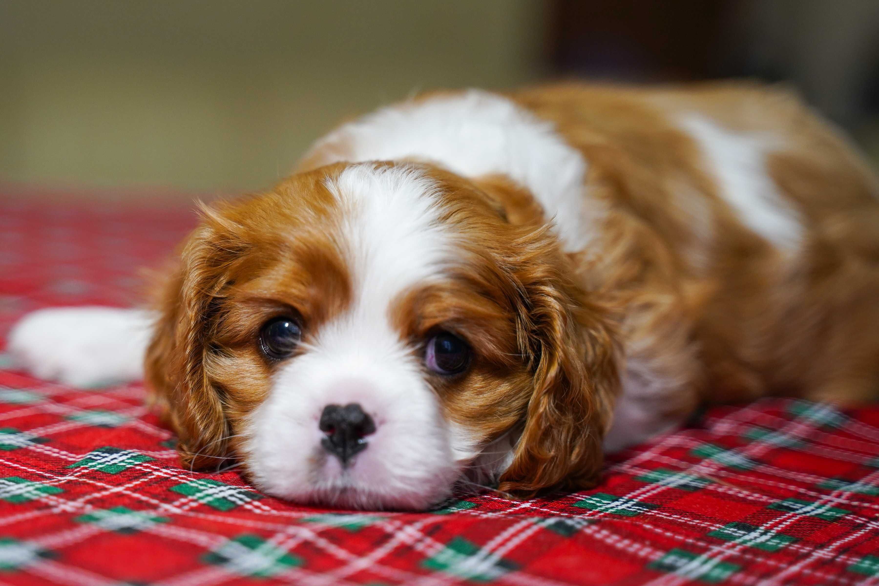 Cavalier King Charles Spaniel szczeniak