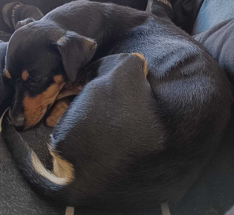 Dog Sitting - tardes e/ou noites