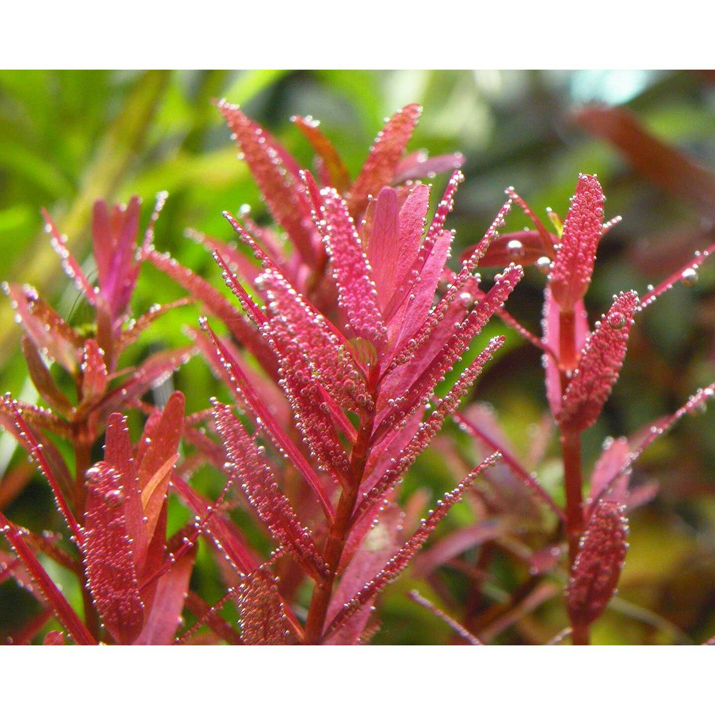 Rotala rotundifolia colorata