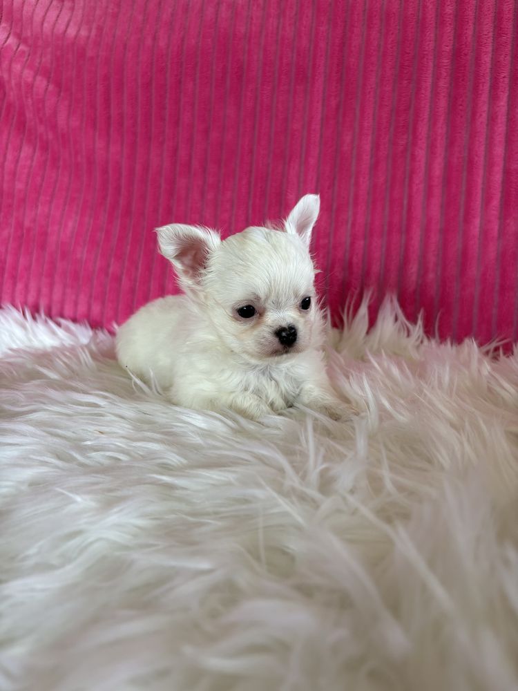 Chihuahua śnieżnobiała  mini sunia Jessy