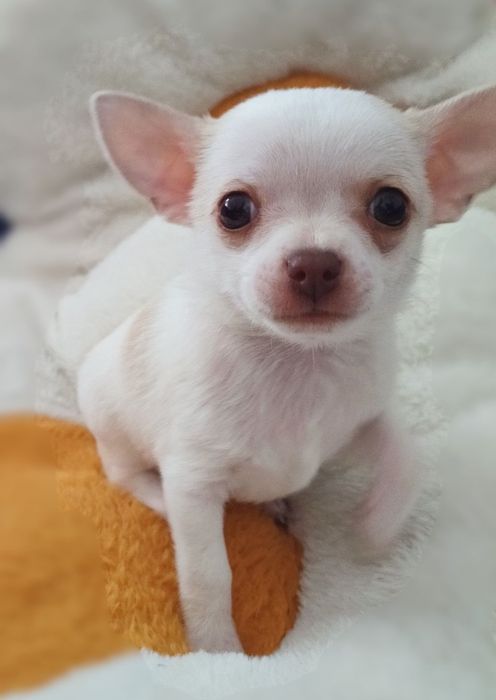 Chihuahua -piesek szuka kochającego domu