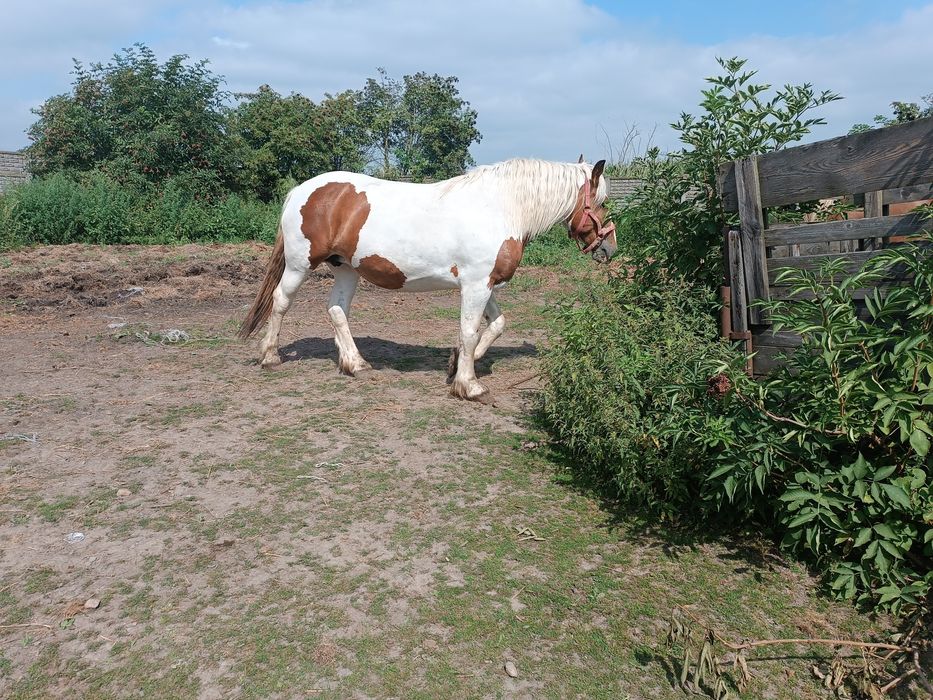 Koń klacz pogrobiony