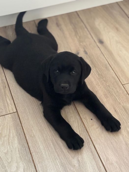 Labrador retriever,suczka z metryką ZKwP (FCI)