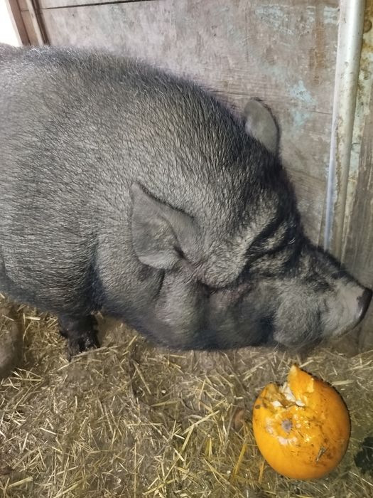 Кнур і свіноматка в'єтнамські