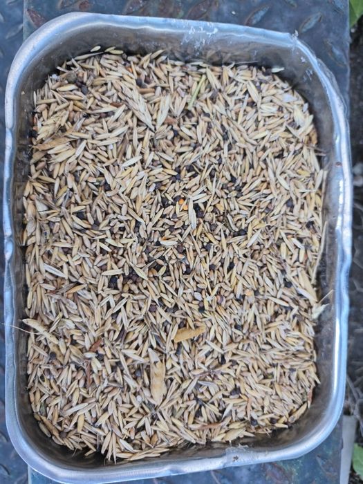 Vende-se mistura de sementes para Feno