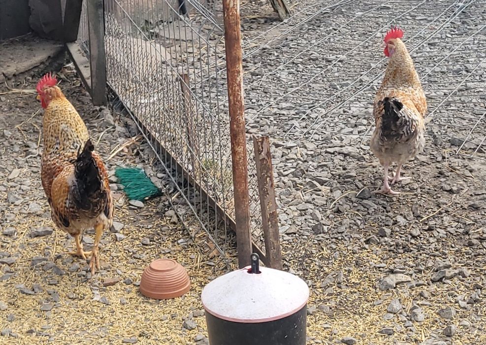 Koguty wiejskie, kogutki