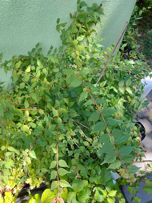 Krzewy do ogrodu nadwyżki