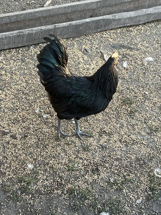 Петухи ухеилюя(подростки)