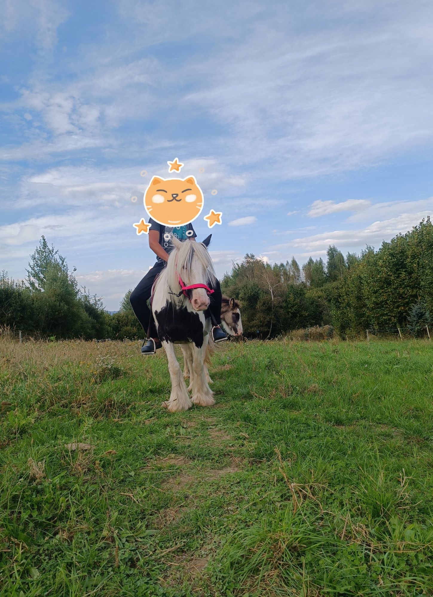 Klacz, 6 lat, w ciąży, Tinker Irish Cob