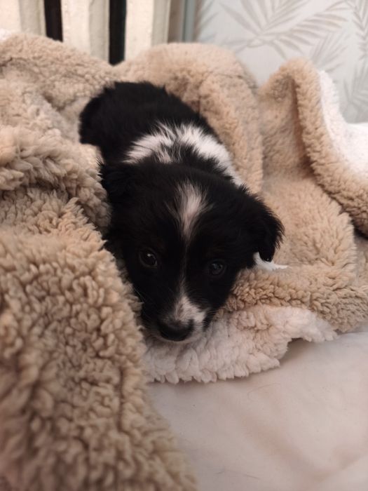 Отдам щенка в добрые руки