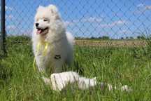 Cudowny piesek samojed ZKwP FCI *samoyed* gotowy do zmiany domu