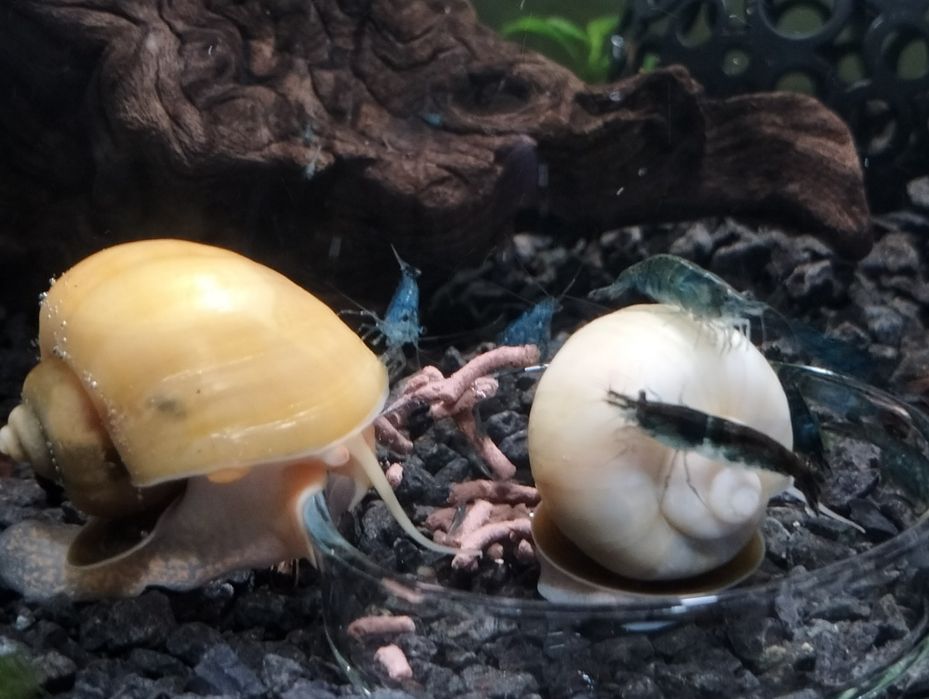 Krewetki neocaridina + jedzenie gratis