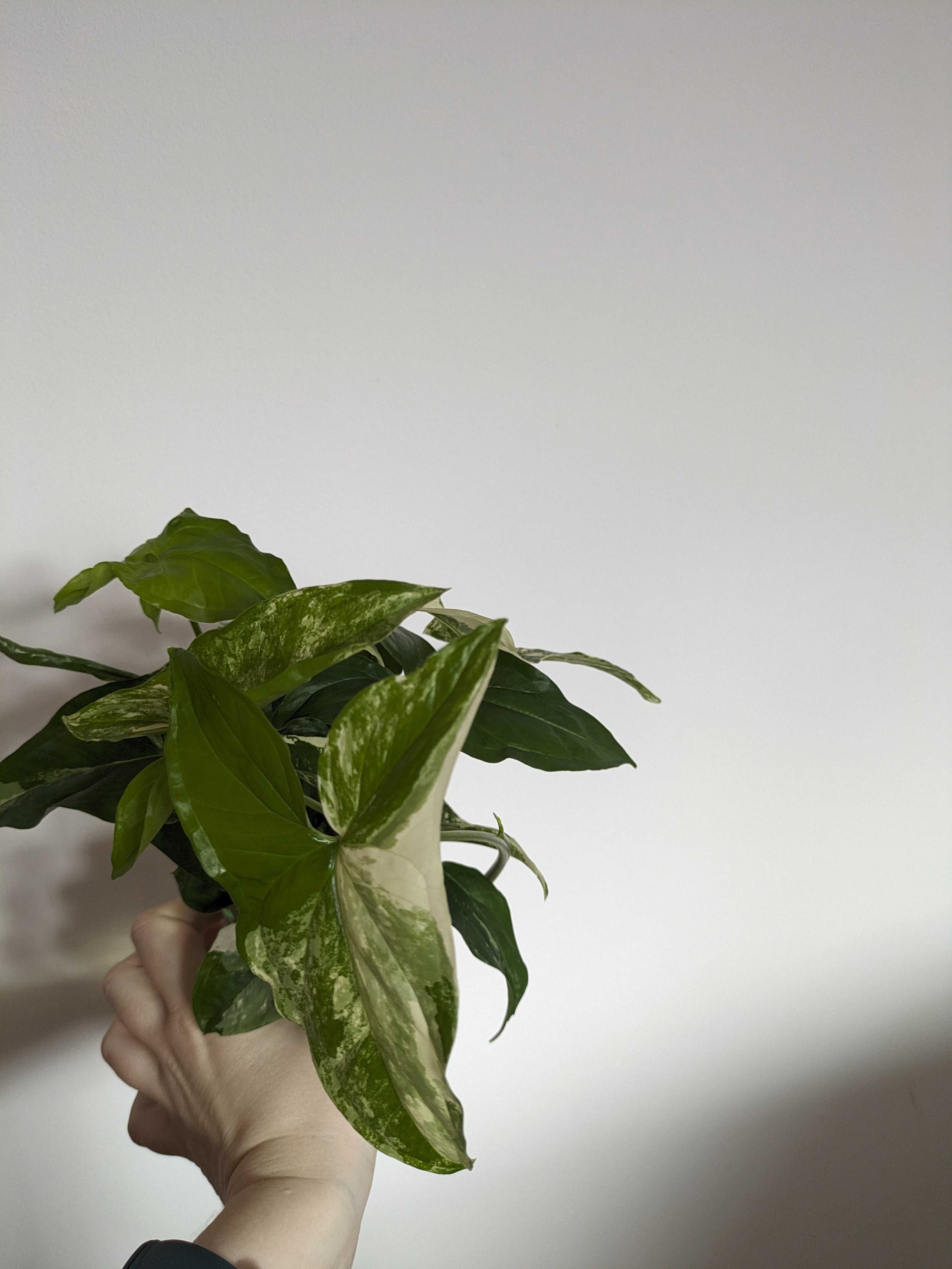 Syngonium albo Variegata - pędówki, szczyt