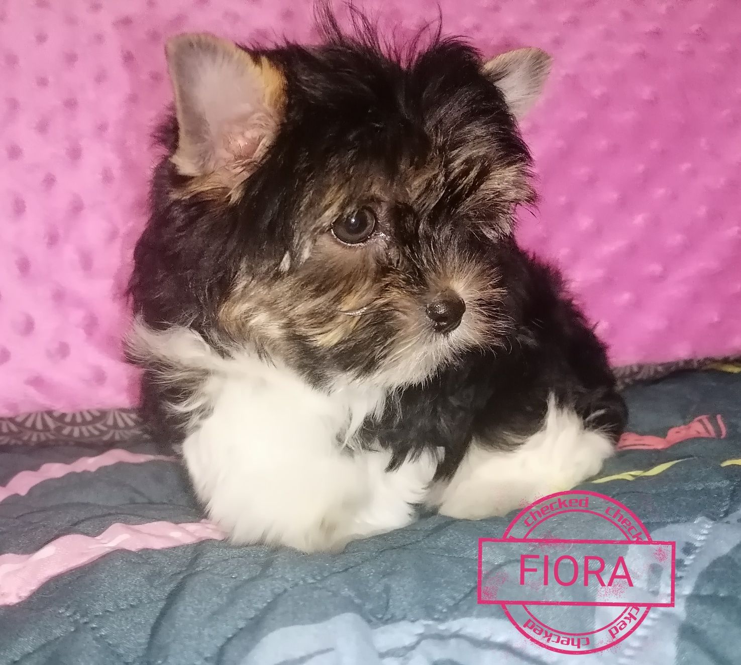Suczka Fiora Yorkshire Terrier Biewer