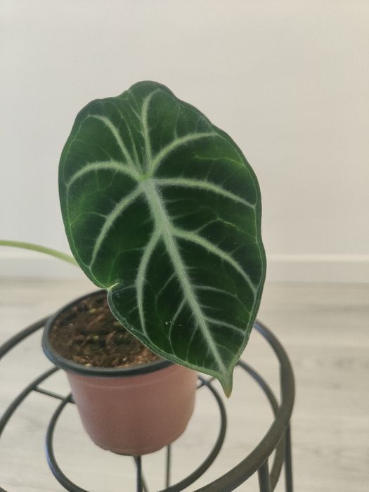 Alocasia Ninja // planta interior