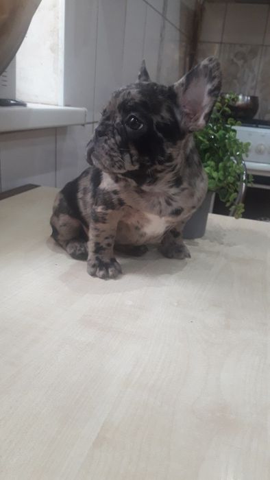 Французьський бульдог