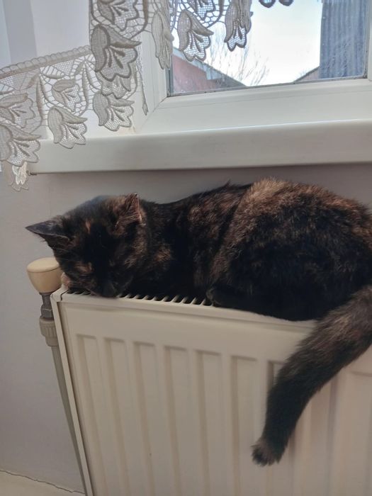 Кошенята в добрі руки