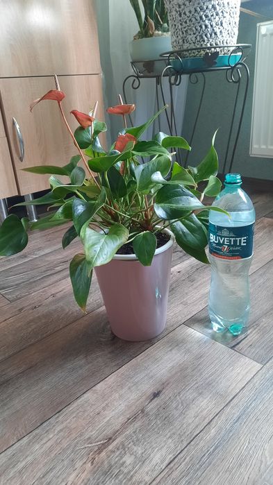 Антуріум колір фуксія, насичений рожевий