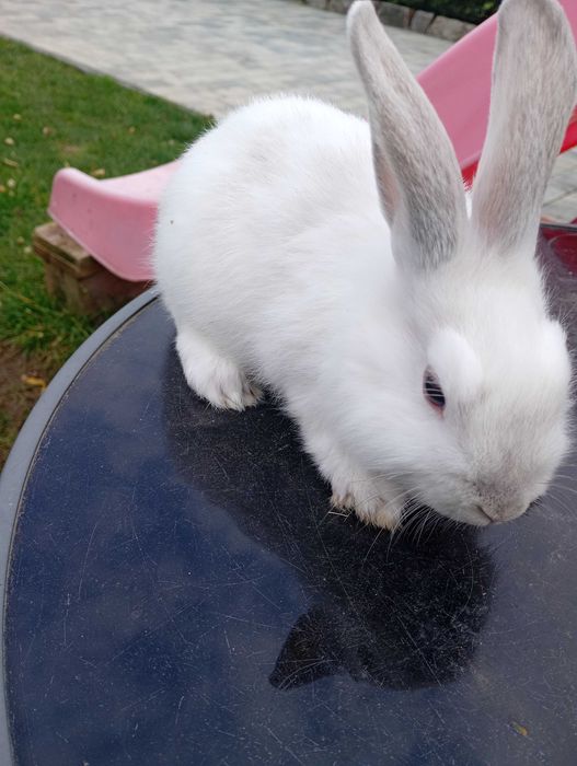 Królik miniaturka baranek króliczki miniaturki samiczka