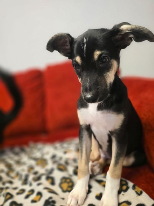 Szczeniaki do adopcji