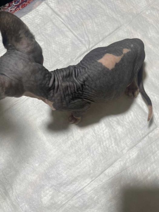 Кот породы Эльф Страйт тёмного окраса