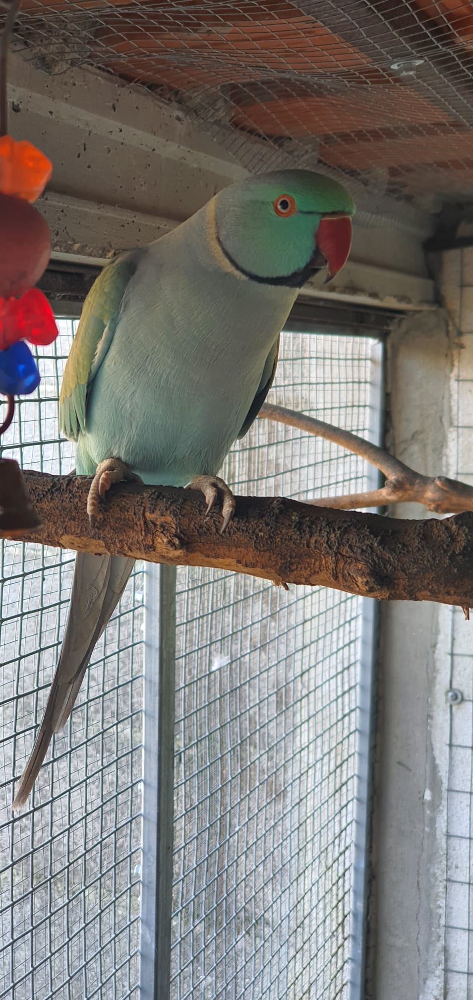 Lote de Ring Neck