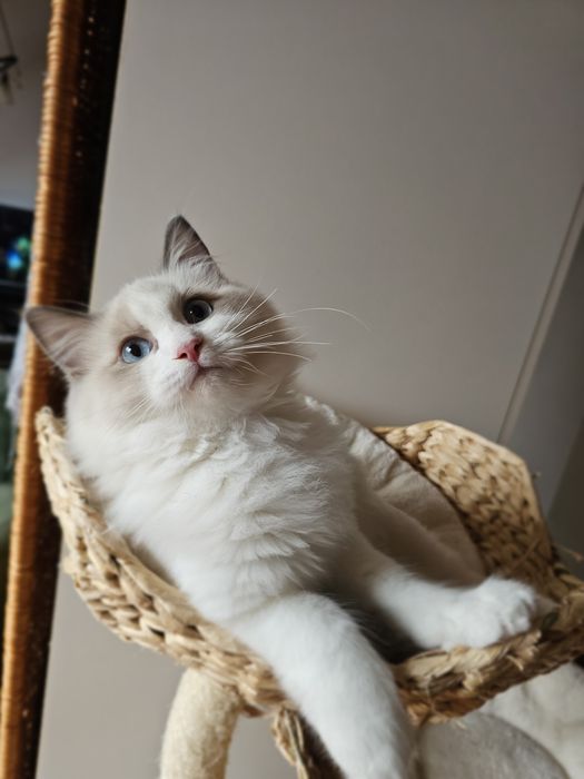 Ragdoll kocurek Blue Bikolor po kastracji