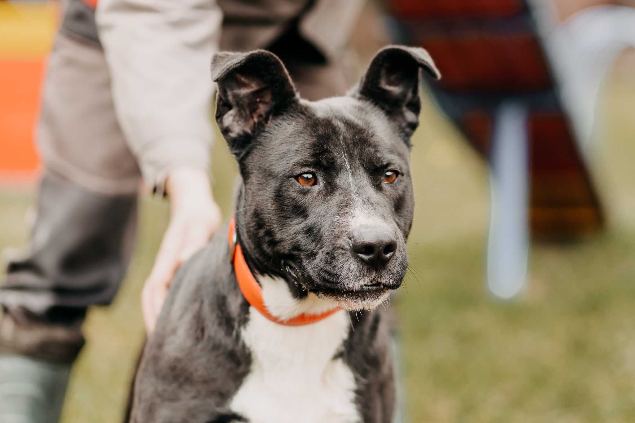 4-letni Amstaff do adopcji